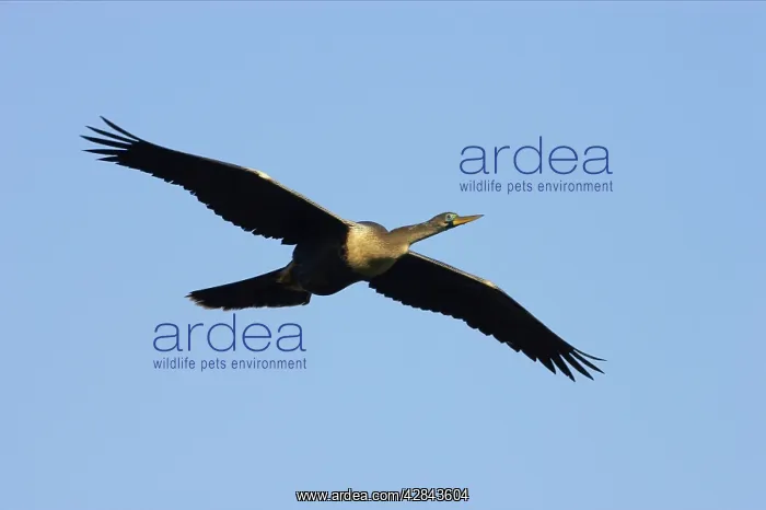 : Anhinga / Snakebird - In Flight : Anhinga / Snakebird - In Flight