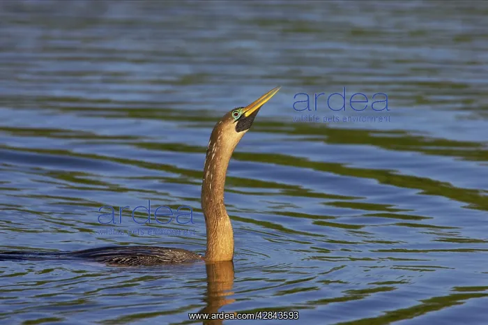 : Anhinga / Snakebird - Swimming low in water showing : Anhinga / Snakebird - Swimming low in water showing