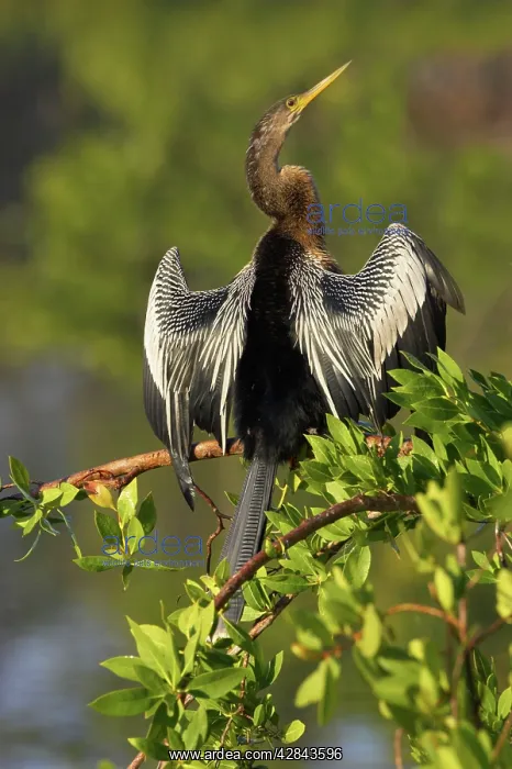 : Anhinga / Snakebird - In tree drying wings : Anhinga / Snakebird - In tree drying wings