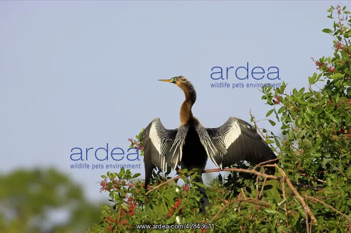 : Anhinga / Snakebird - In tree, drying wings, outstretched : Anhinga / Snakebird - In tree, drying wings, outstretched
