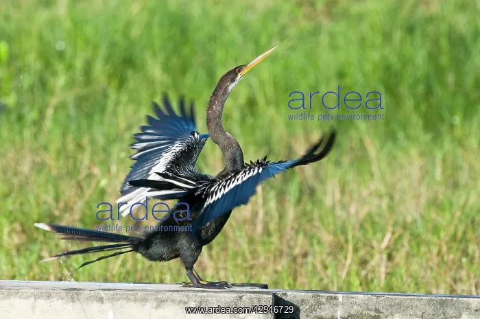 : Anhinga - side view with wings outstretched on : Anhinga - side view with wings outstretched on