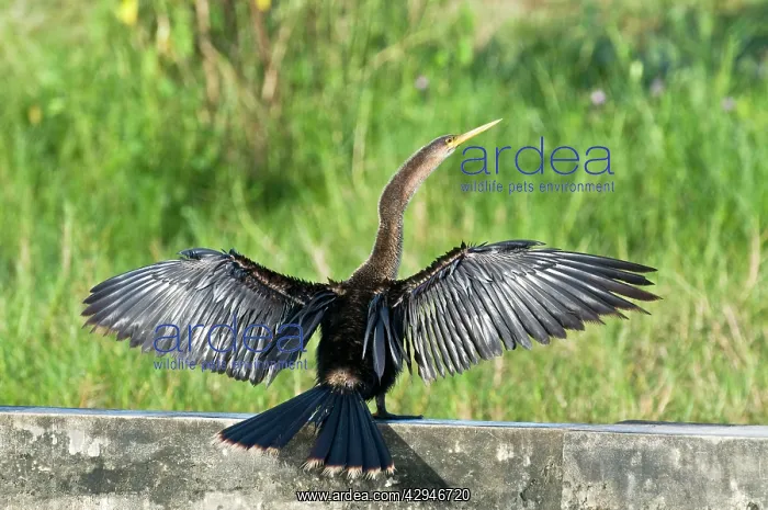 : Anhinga - wings and tail outstretched on wall at : Anhinga - wings and tail outstretched on wall at