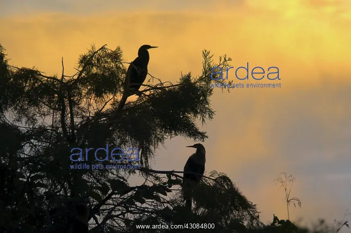 : Anhingas, (Anhinga anhinga), photographed in Florida : Anhingas, (Anhinga anhinga), photographed in Florida
