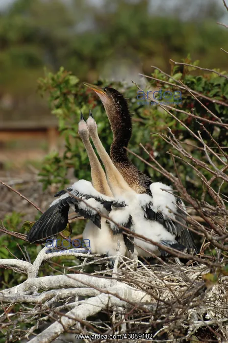 : Anhingas at nest : Anhingas at nest