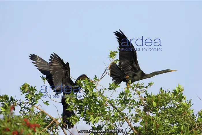 : Anhingas / Snakebirds - In tree disputing territory : Anhingas / Snakebirds - In tree disputing territory