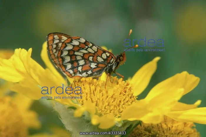 : Anicia Checkerspot Butterfly : Anicia Checkerspot Butterfly
