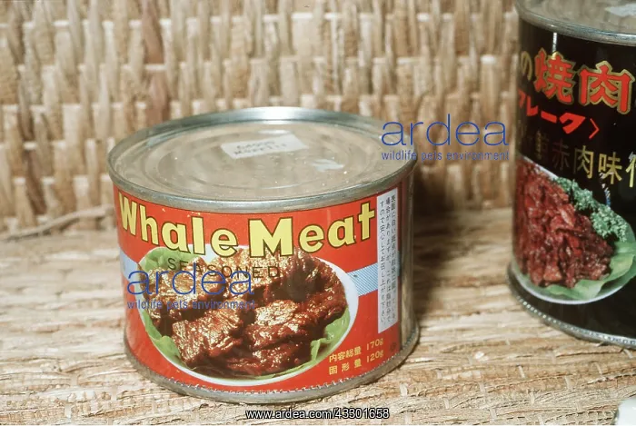 : ANIMAL EXPLIOTATION - Tinned Whale Meat : ANIMAL EXPLIOTATION - Tinned Whale Meat