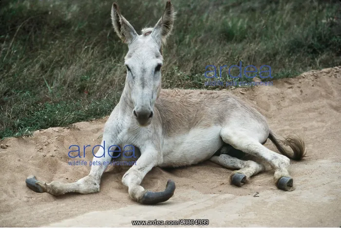 : Animal Exploitation - Abused Donkey : Animal Exploitation - Abused Donkey