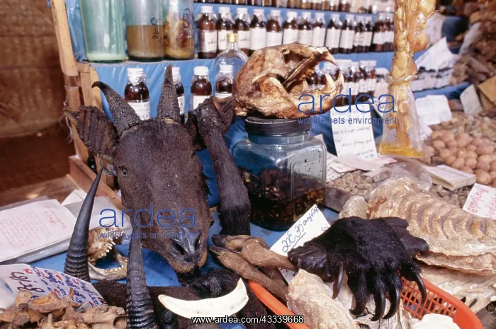 : Animal Exploitation - Animal parts for sale : Animal Exploitation - Animal parts for sale