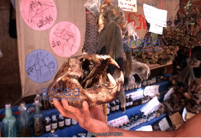 : Animal Exploitation - animal parts for sale incl : Animal Exploitation - animal parts for sale incl