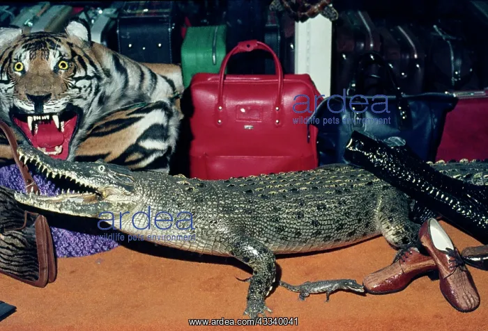 : Animal Exploitation - Crocodile skin goods on sale : Animal Exploitation - Crocodile skin goods on sale