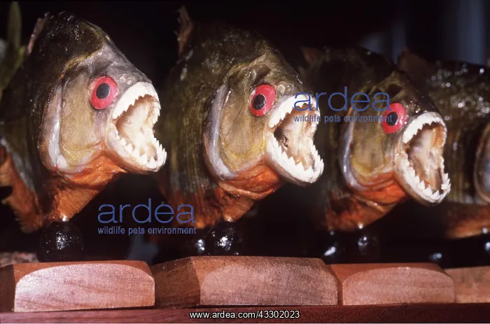 : Animal Exploitation - Dried piranhas in tourist shop : Animal Exploitation - Dried piranhas in tourist shop