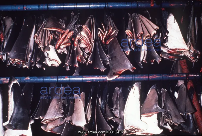: Animal exploitation - Hammerhead, Whitetip / white-tip : Animal exploitation - Hammerhead, Whitetip / white-tip