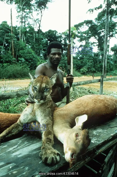 : Animal Exploitation - Hunter with kill, puma and deer : Animal Exploitation - Hunter with kill, puma and deer