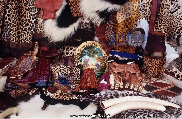 : Animal exploitation - Illegal wildlife products : Animal exploitation - Illegal wildlife products