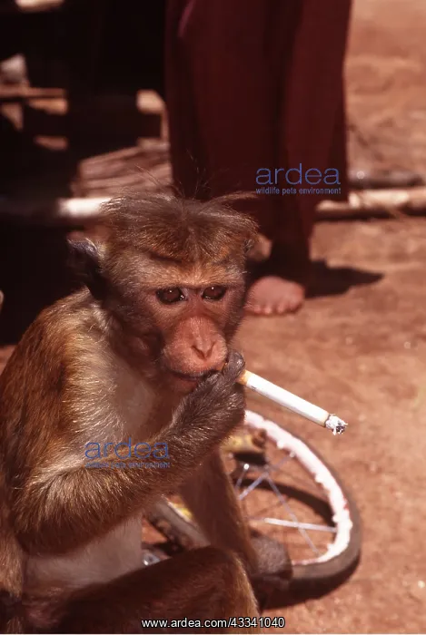 : Animal Exploitation - monkey smoking cigarette : Animal Exploitation - monkey smoking cigarette