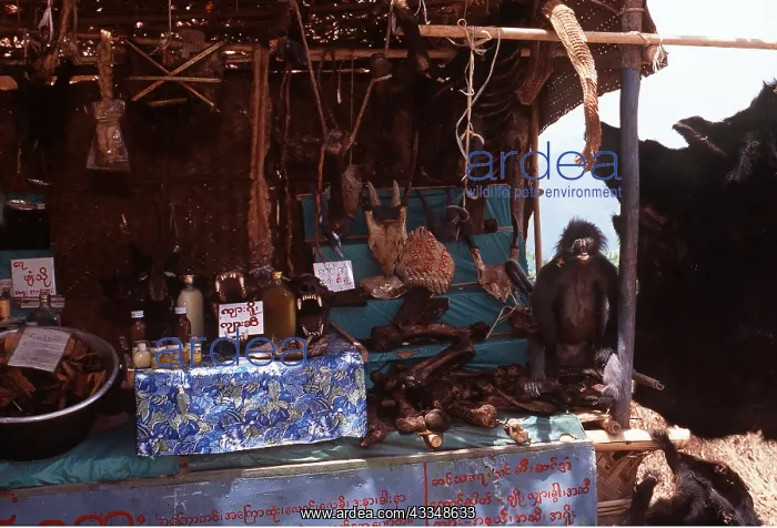 : Animal Exploitation - Parts for sale, including cat skulls : Animal Exploitation - Parts for sale, including cat skulls