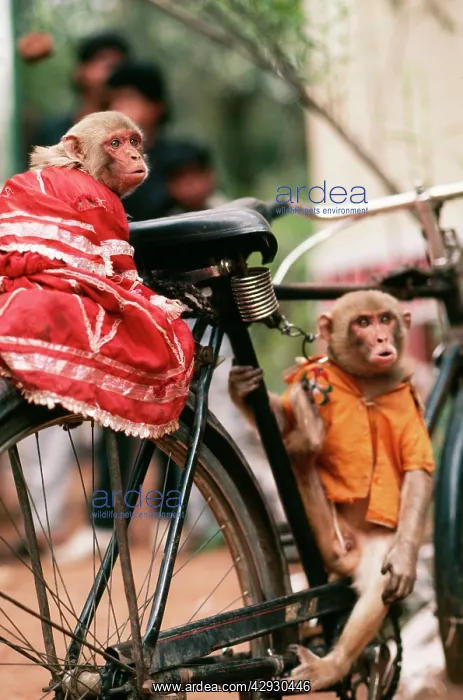 : Animal Exploitation - Performing Rhesus Macaque Monkeys : Animal Exploitation - Performing Rhesus Macaque Monkeys