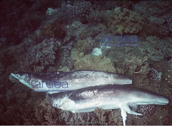 : Animal Exploitation - Sharks killed for their fins : Animal Exploitation - Sharks killed for their fins