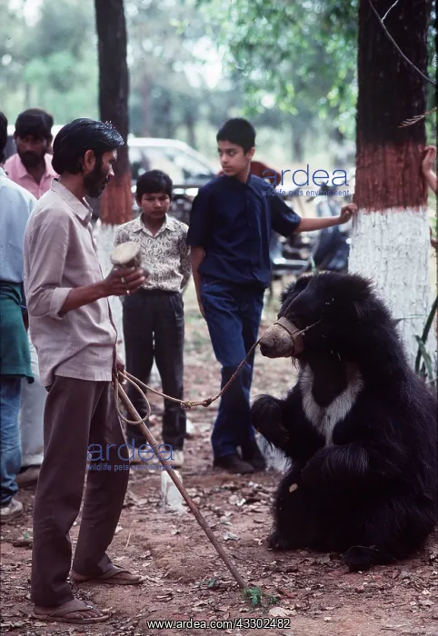 : ANIMAL EXPLOITATION - sloth bear being used as dancing : ANIMAL EXPLOITATION - sloth bear being used as dancing