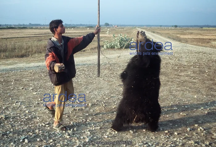: ANIMAL EXPLOITATION - sloth bear being used as dancing : ANIMAL EXPLOITATION - sloth bear being used as dancing