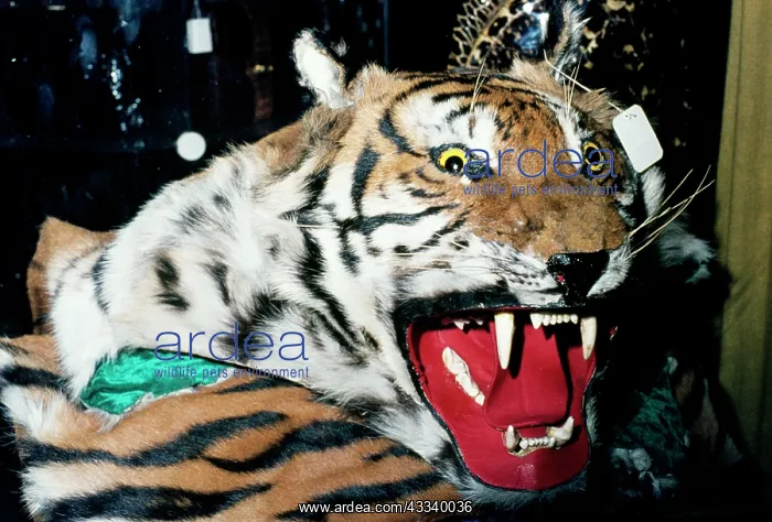 : Animal Exploitation - Tiger skin for sale in souvenir shop : Animal Exploitation - Tiger skin for sale in souvenir shop