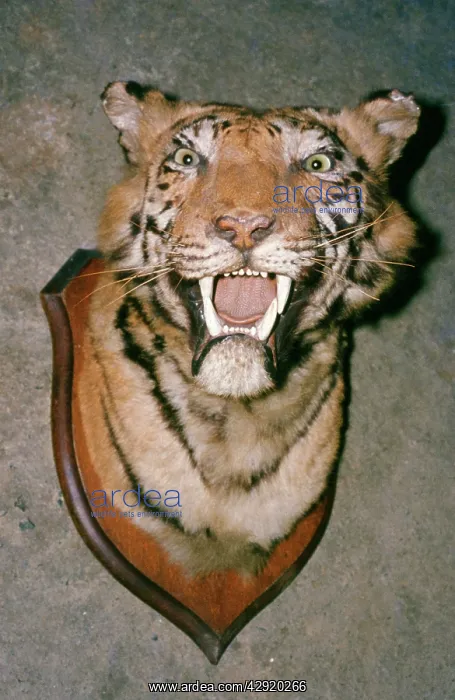  : Animal Exploitation - Tiger trophy, taxidermy