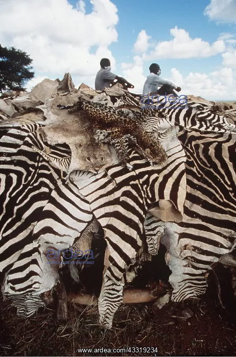 : Animal Explotation - animal skins including zebra : Animal Explotation - animal skins including zebra