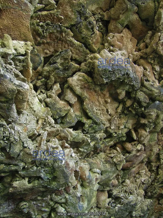 : The Animal Flower Cave : The Animal Flower Cave