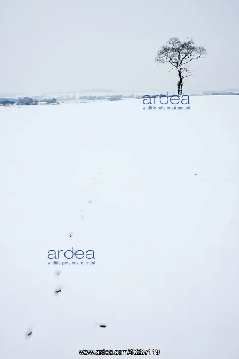 : Animal Footprints - across snowy field in farmland - Winter : Animal Footprints - across snowy field in farmland - Winter