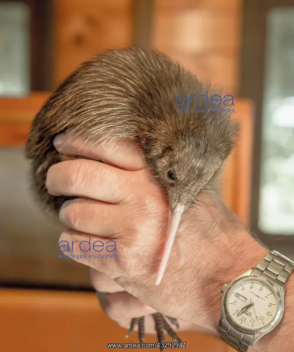: Animal keeper holding young Kiwi (Apteryx) in his : Animal keeper holding young Kiwi (Apteryx) in his