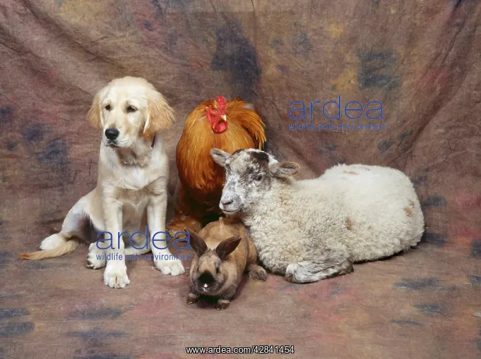  : Animal Lineup - Dog, Chicken, Sheep, Rabbit