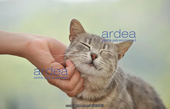 : Animal love, tabby cat enjoys being petted : Animal love, tabby cat enjoys being petted