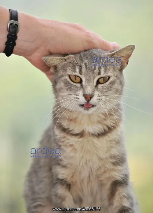 : Animal love, tabby cat enjoys being petted : Animal love, tabby cat enjoys being petted