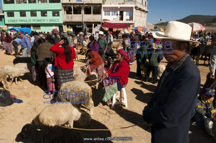 : Animal market at San Francisco El Alto Guatemala : Animal market at San Francisco El Alto Guatemala