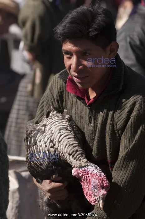 : Animal market at San Francisco El Alto Guatemala : Animal market at San Francisco El Alto Guatemala