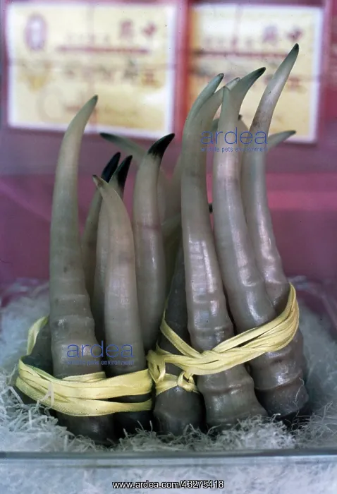 : Animal materials on sale in Singapore as items of : Animal materials on sale in Singapore as items of