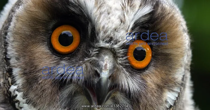 : Animal portrait : Animal portrait