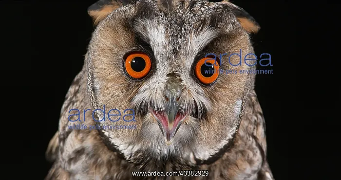 : Animal portrait : Animal portrait