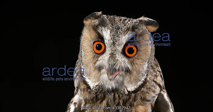 : Animal portrait : Animal portrait