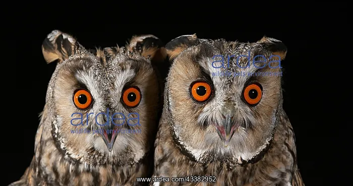 : Animal portrait : Animal portrait