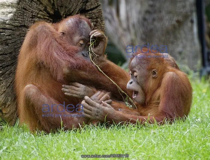 : Animal portrait, two Borneo orangutans (pongo pygmaeus) playing : Animal portrait, two Borneo orangutans (pongo pygmaeus) playing
