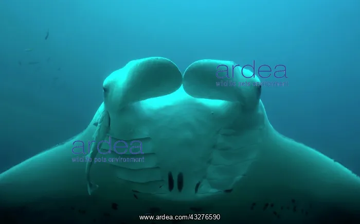 : Animal portrait of the Reef Manta Ray (Mobula alfredi) : Animal portrait of the Reef Manta Ray (Mobula alfredi)