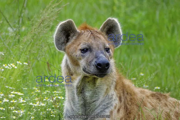  : Animal portrait, spotted hyena (Crocuta crocuta)