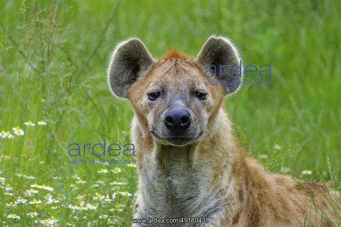 : Animal portrait, spotted hyena (Crocuta crocuta) : Animal portrait, spotted hyena (Crocuta crocuta)