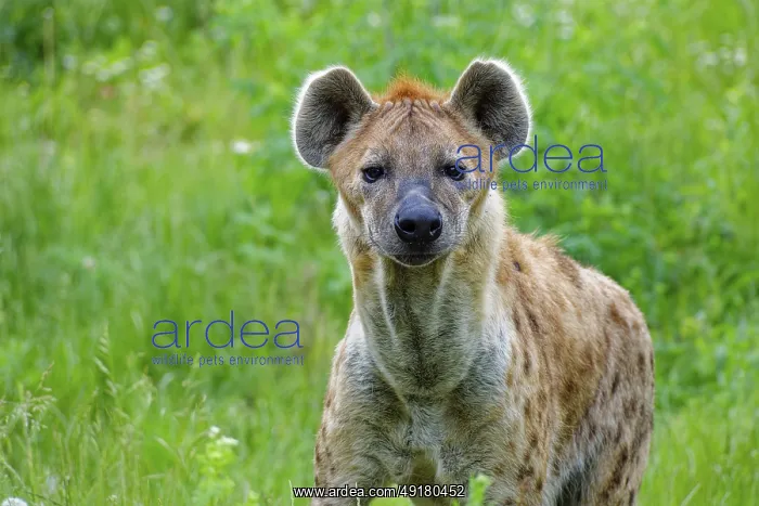 : Animal portrait, spotted hyena (Crocuta crocuta) : Animal portrait, spotted hyena (Crocuta crocuta)