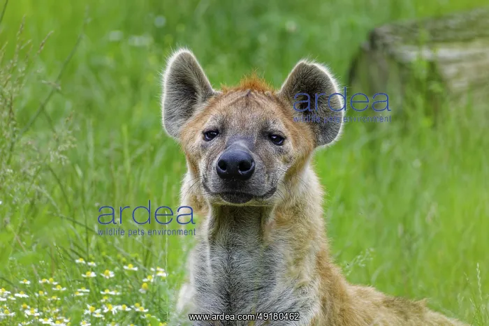 : Animal portrait, spotted hyena (Crocuta crocuta) : Animal portrait, spotted hyena (Crocuta crocuta)