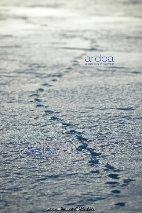 : Animal tracks, Banff National Park, Alberta : Animal tracks, Banff National Park, Alberta