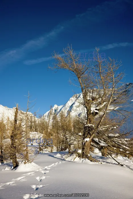 : Animal tracks in deep snow in winter landscape : Animal tracks in deep snow in winter landscape