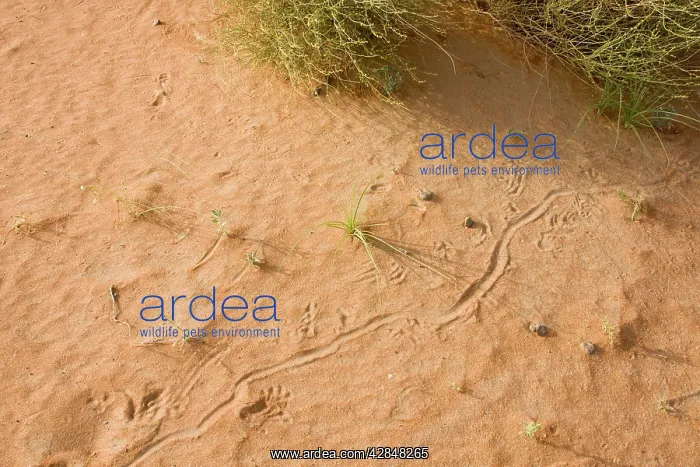 : Animal tracks on sand